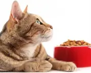 Alimentos Para Gatos e Cães (6)